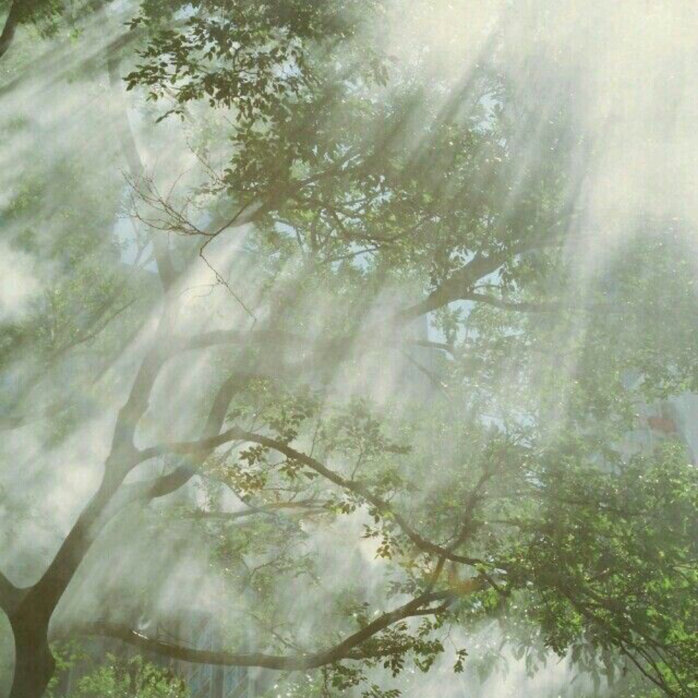 Sunlight filtering through the leaves of a tree in a forest